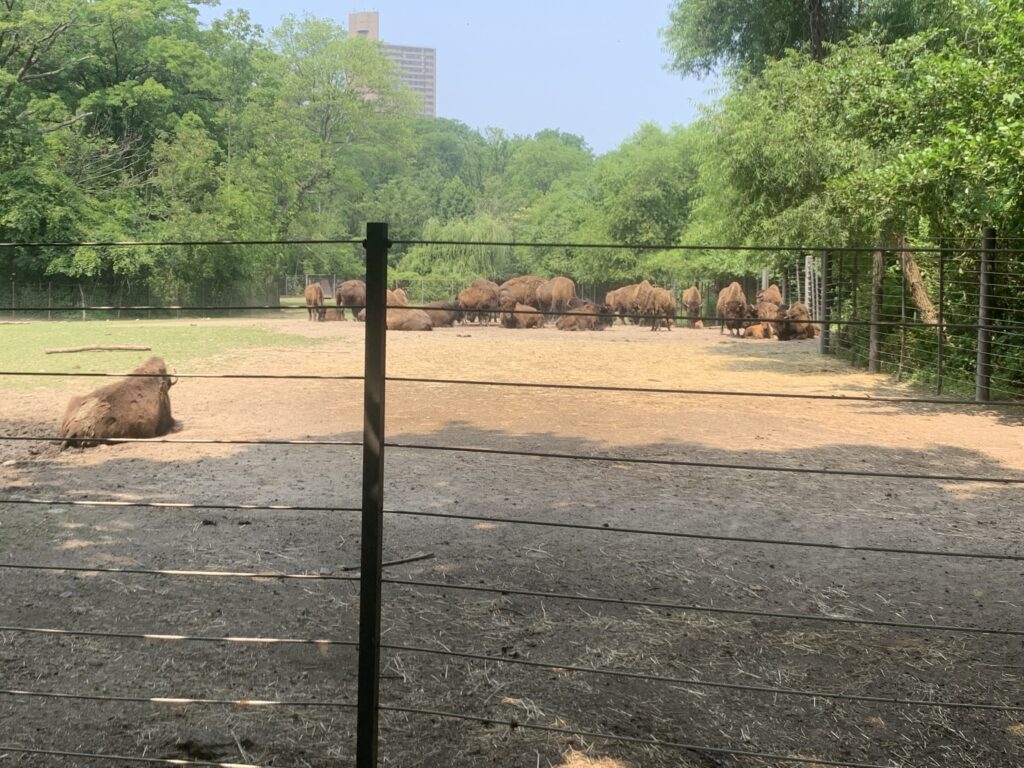 The Buffalos at the Bronx Zoo