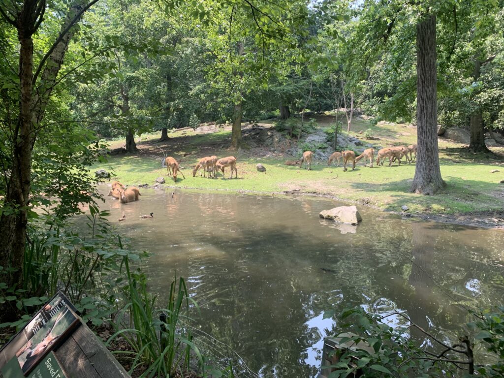 Looking at the deer at the zoo